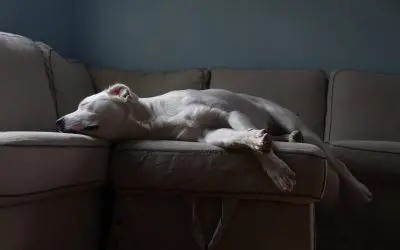 Cleaning Tips for Pet Owners