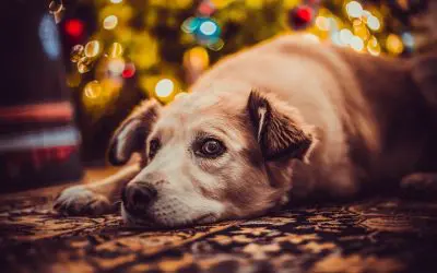 5 Holiday Pet Safety Essentials to Keep Your Companions Healthy