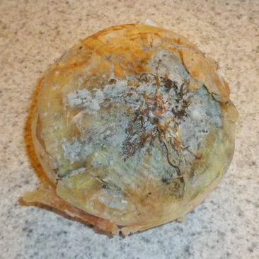 A moldy onion